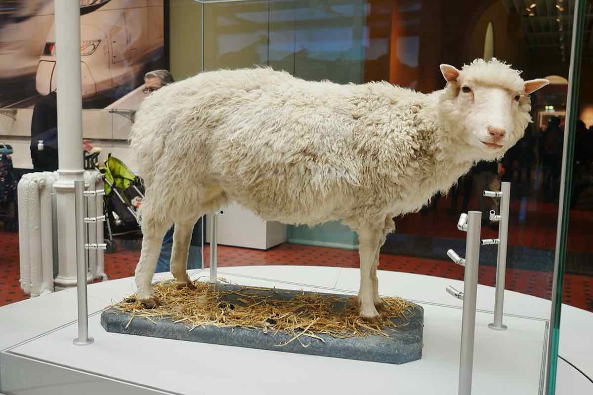 Wypchana owca Dolly na wystawie w Narodowym Muzeum Szkocji
